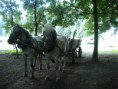 /album/fotogalerie-nedele-7-8-/dscn7050-jpeg/